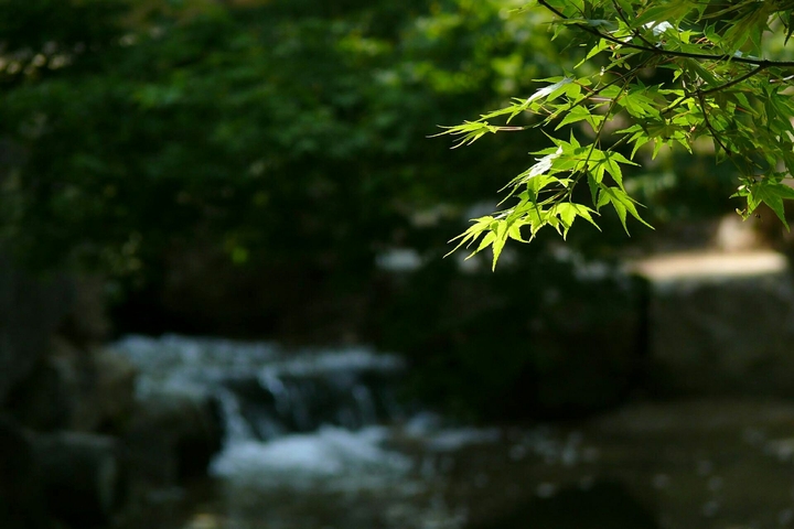 River And Tree