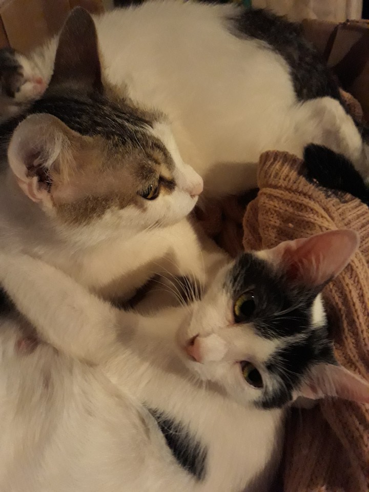 gatti