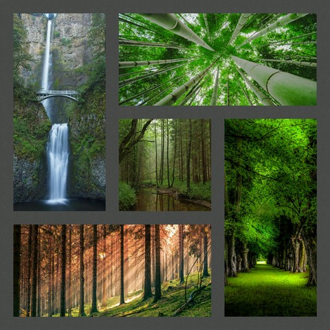 jungle collage