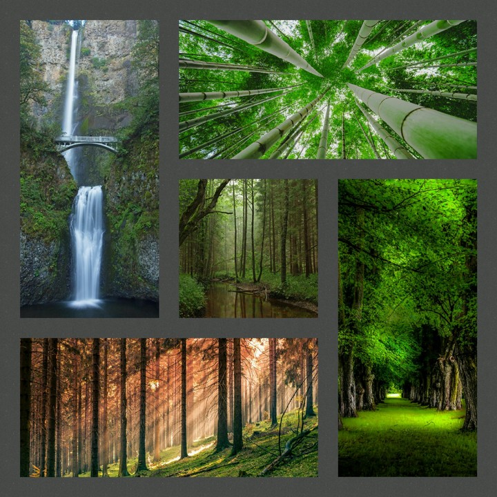 jungle collage