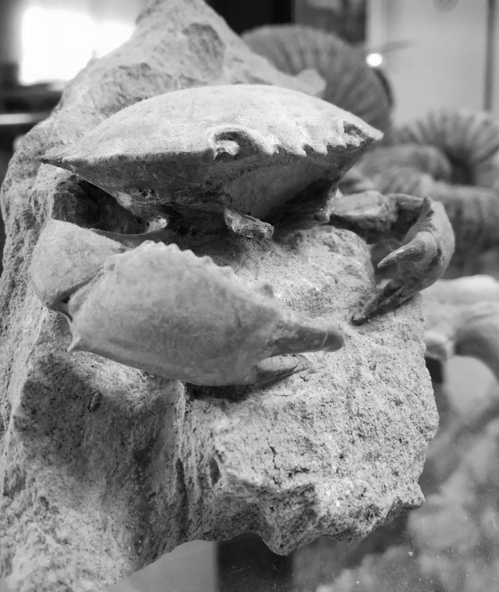 Granchio Fossile