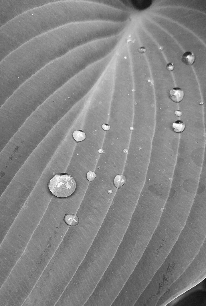 droplets