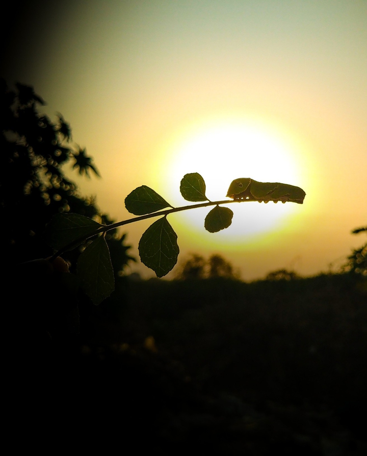 Hide in the sun side !