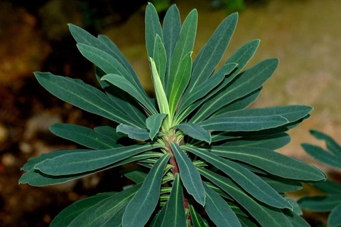 רקעים tasmannia, subshrub