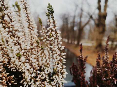 plant, tree Hintergrundbilder