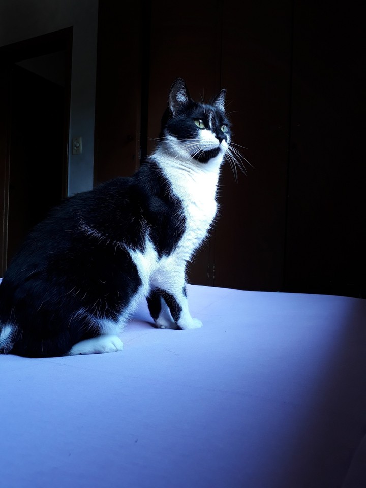Mika