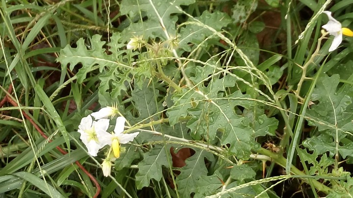 flower