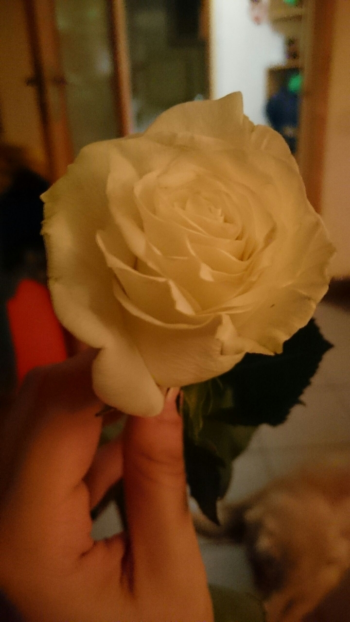 White rose