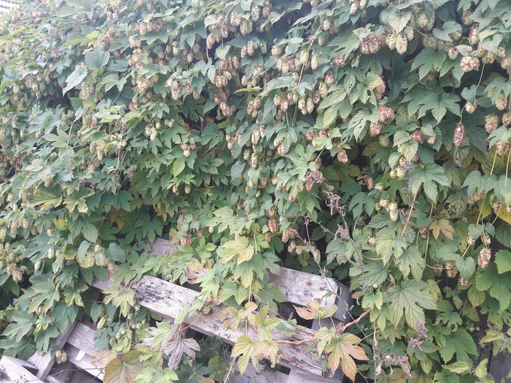 хмель