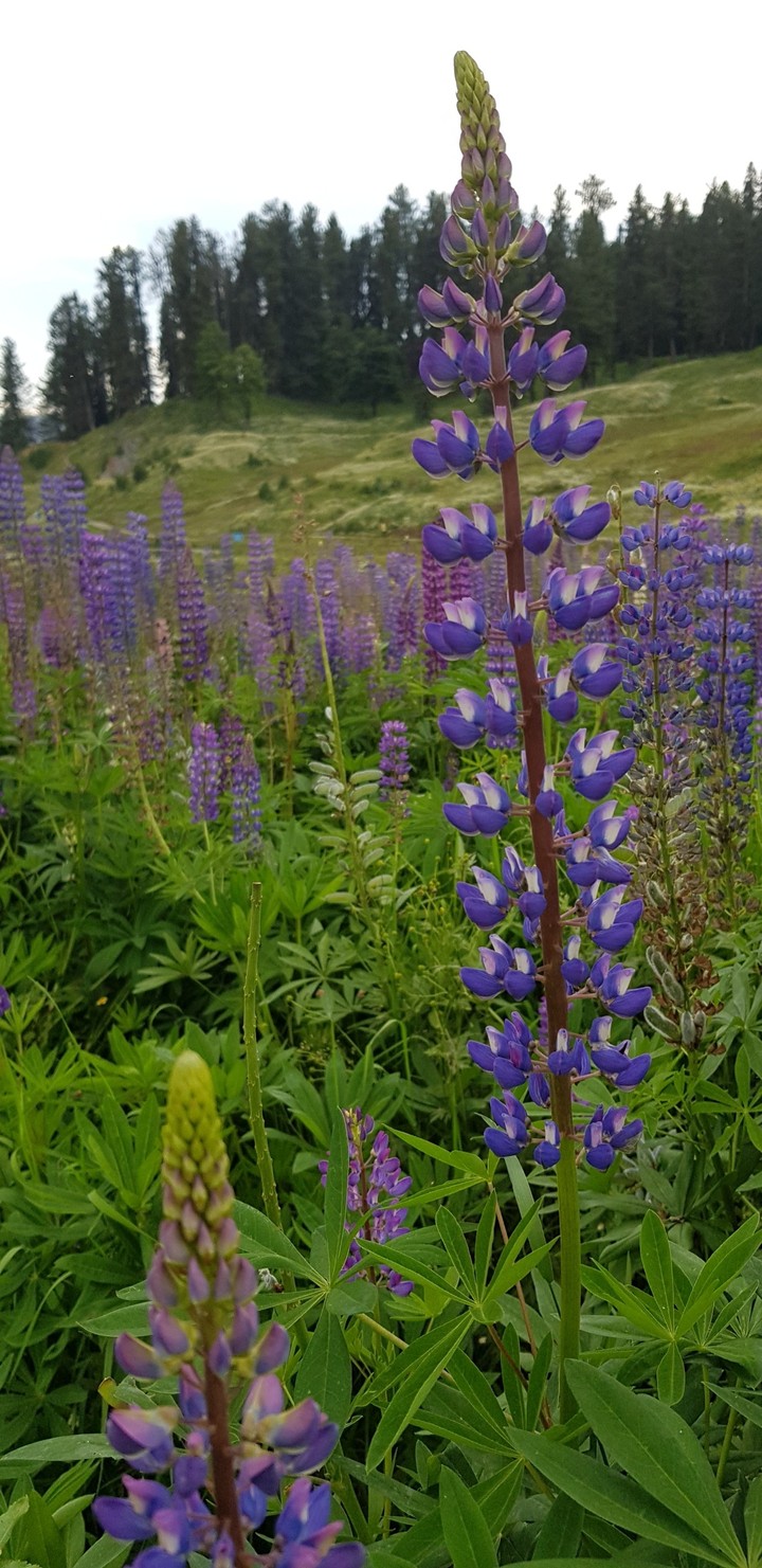 beautyful flower