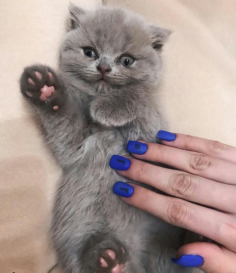kitten