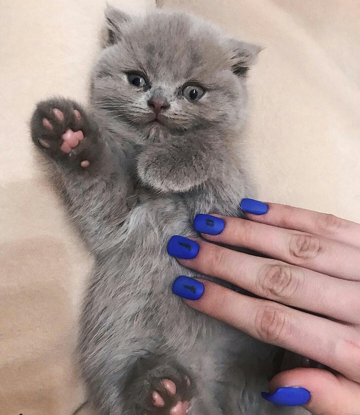 kitten