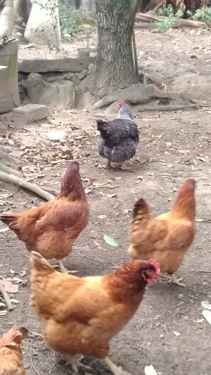 galinhas?