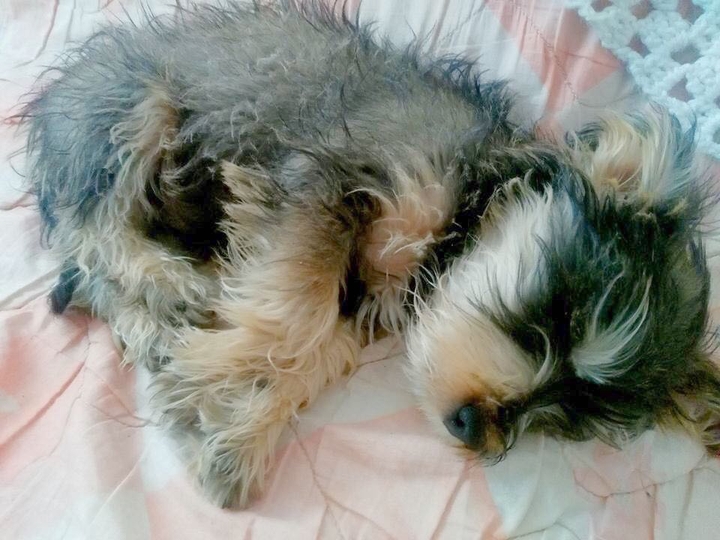 puppy