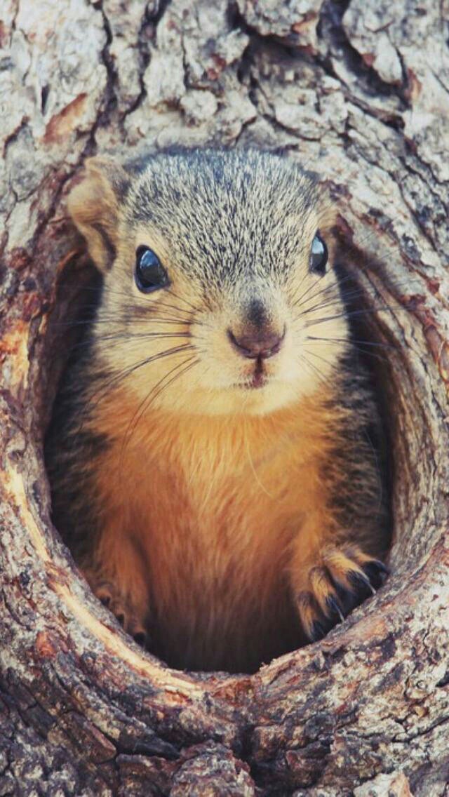 #wildlife