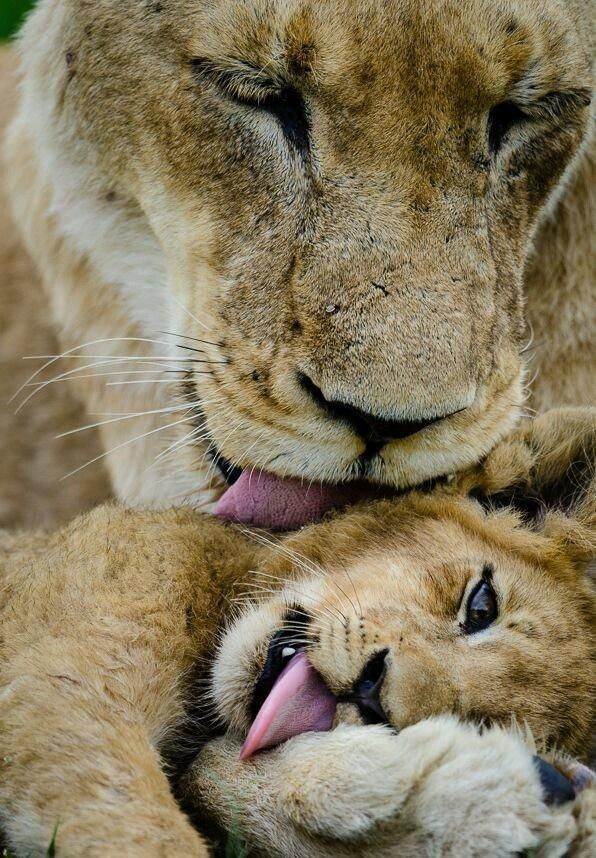 Lion family