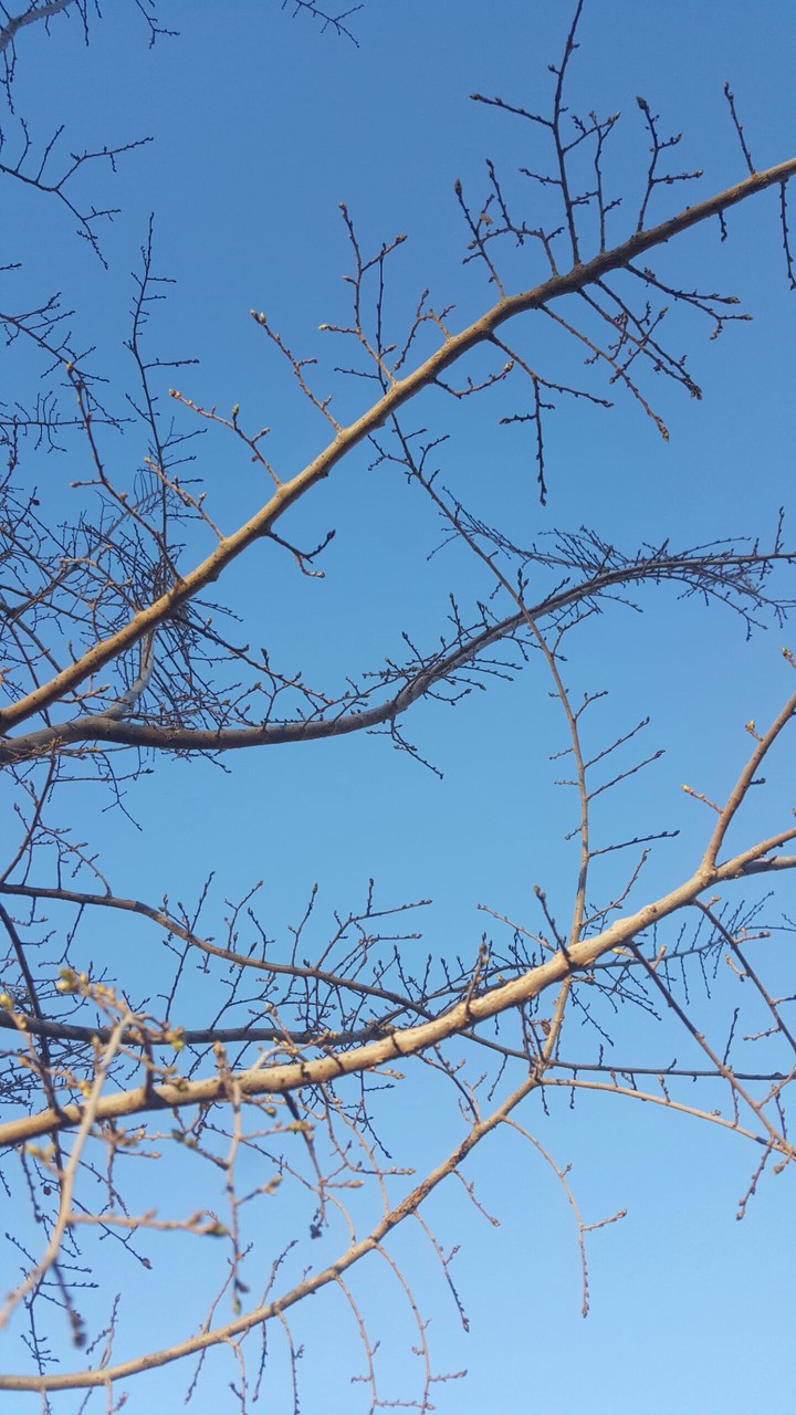 Winter Tree