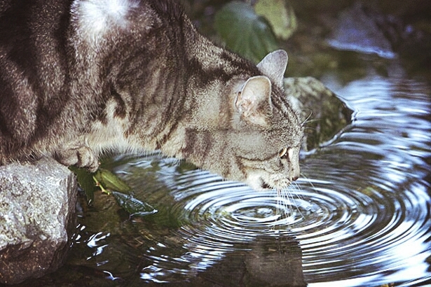 Katze schleckt wasser