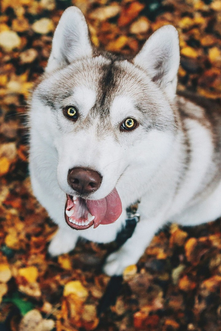 husky