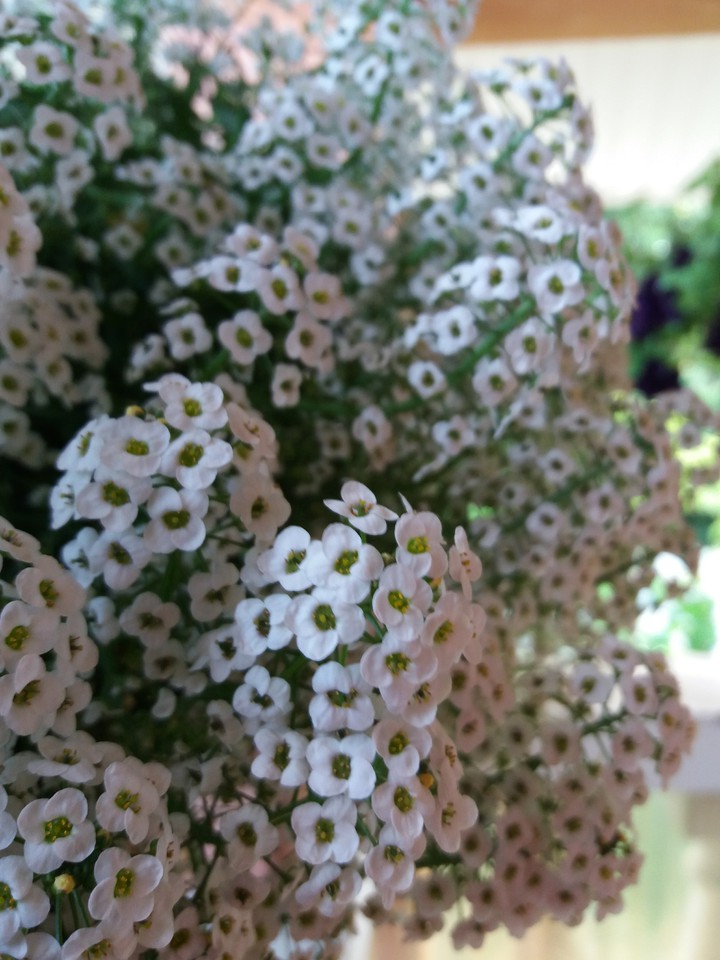 Small flowers