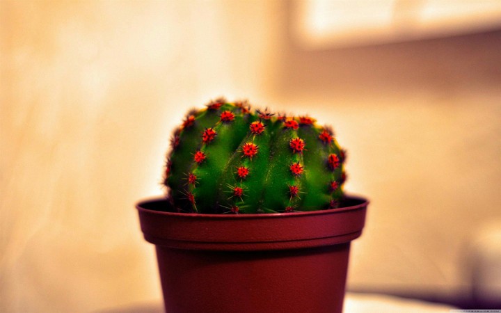 Little cactus