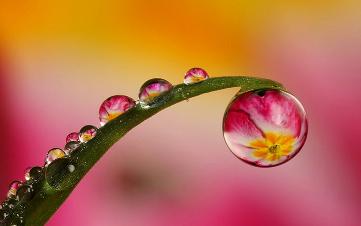 Macro