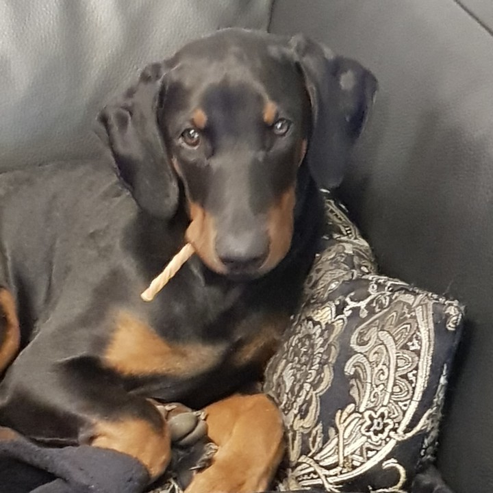 Dobermann Welpe