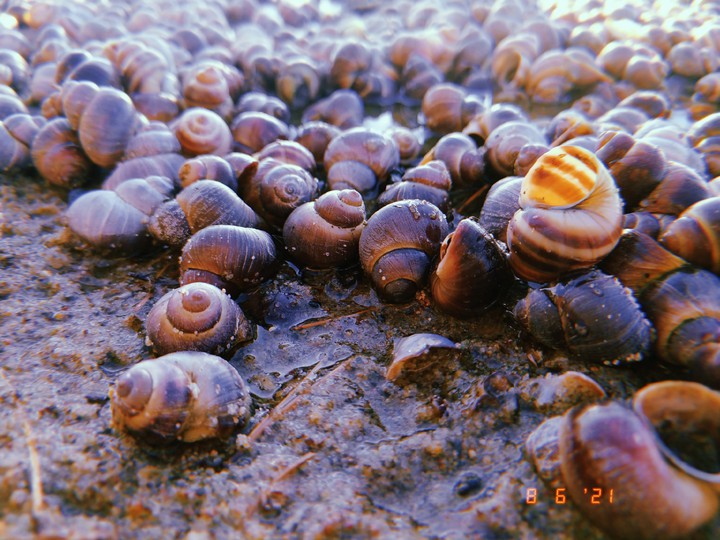море