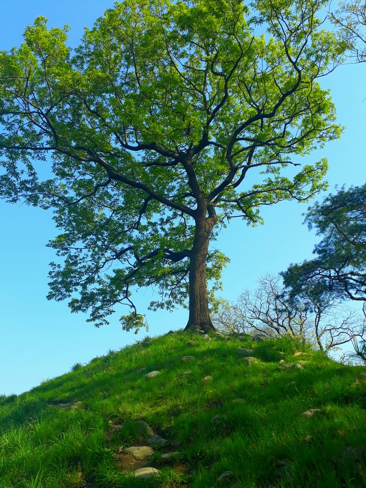 tree