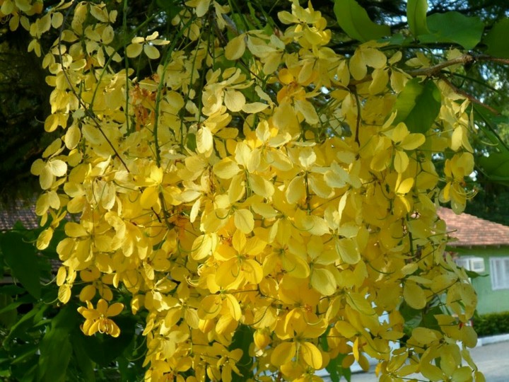 flores
