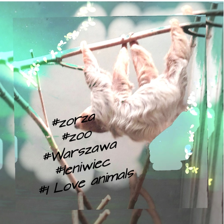 zoo