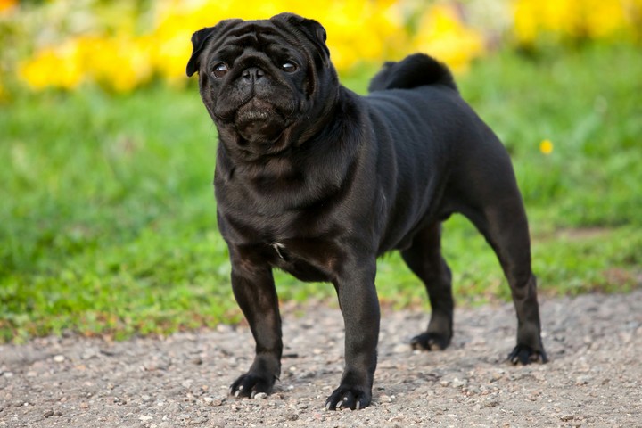 dog