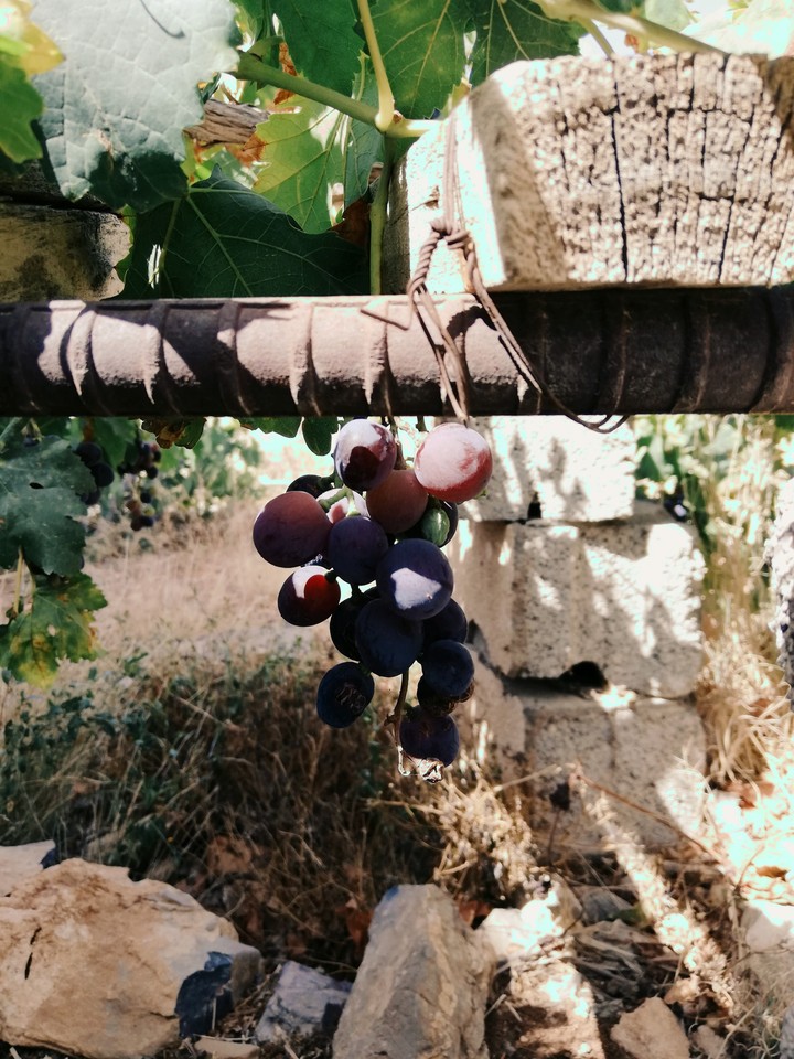 grape