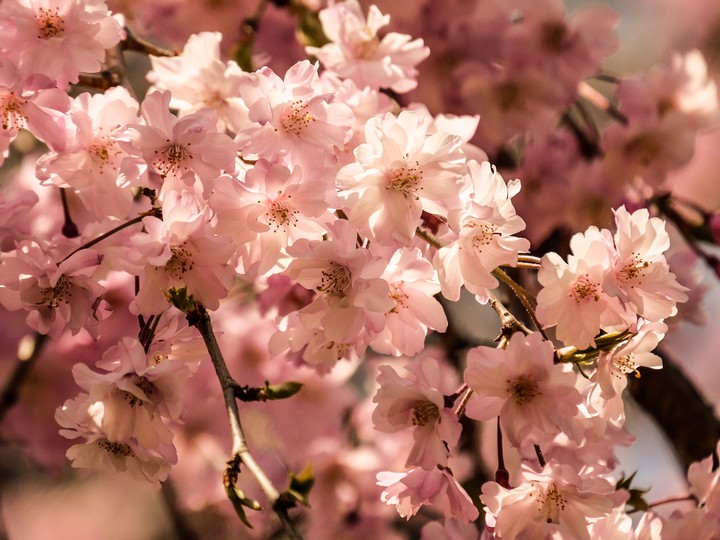 cherryblossom