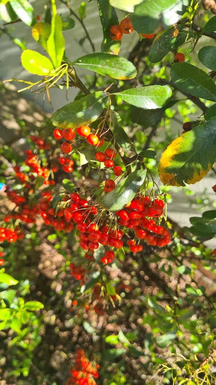 spring