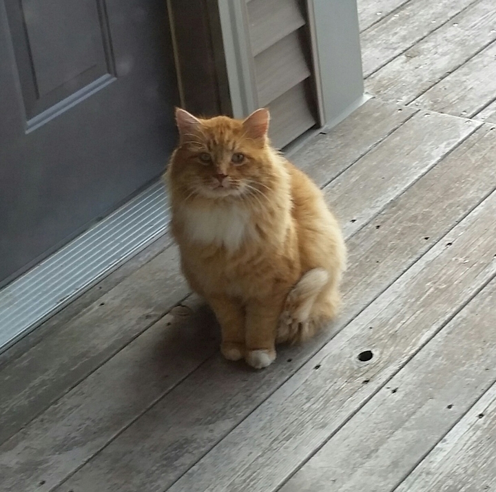 Fatty