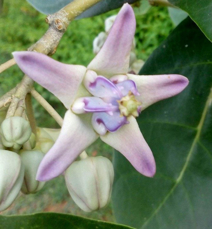 star flower bt poison