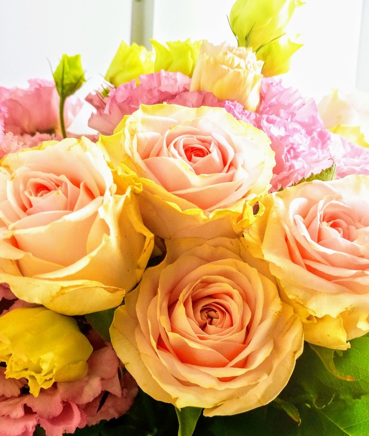 Roses