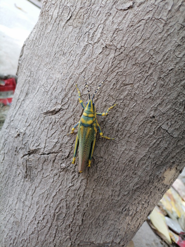 Grass Hopper