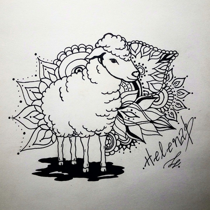 sheep
