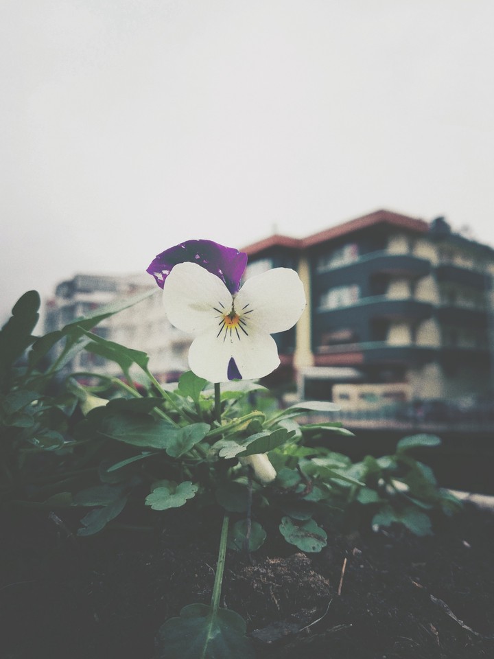 aşk