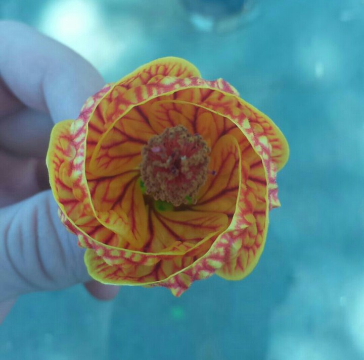 The beautiful flower