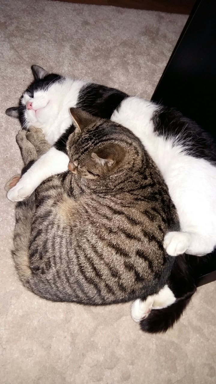 cats