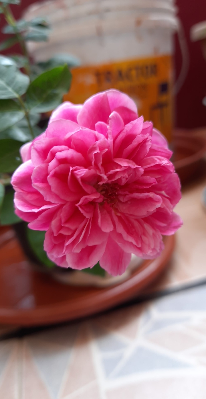 Pink Rose