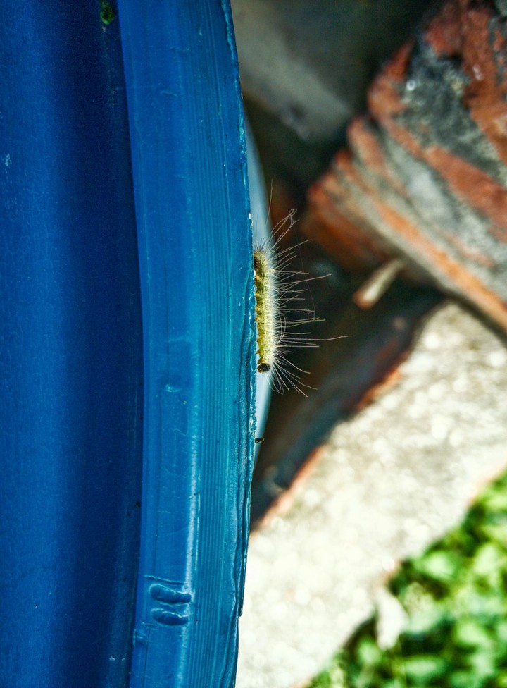caterpiller