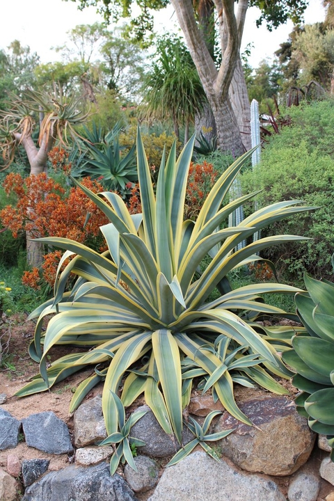 fonds d'écran agave, landscaping