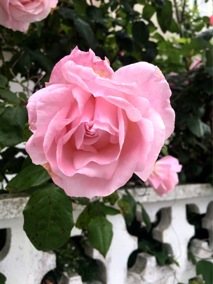 rose