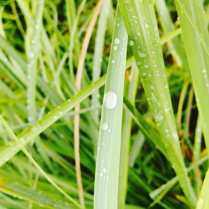 grass field