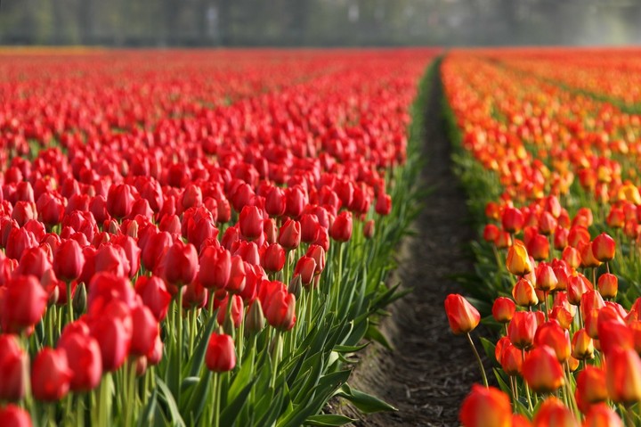 amazing in red....