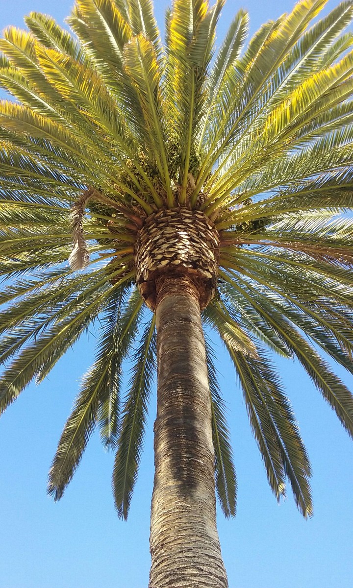 Palm tree
